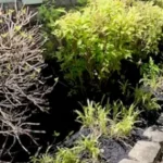 Cesar’s A 2 Z Lawn Care LLC offers services of Landscape Design, Lawn Care, Gutter Clearing, Pressure Washing, Roof Cleaning, Spring Clean Ups, Mulch Removal, Trimming, Cleaning and More, Driveway Wash in Albertville, AL, Boaz, AL, Guntersville, AL, Huntsville, AL, Arab, AL, Gadsden, AL, Sardis City, AL - Landscape Design