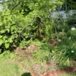 Cesar’s A 2 Z Lawn Care LLC offers services of Landscape Design, Lawn Care, Gutter Clearing, Pressure Washing, Roof Cleaning, Spring Clean Ups, Mulch Removal, Trimming, Cleaning and More, Driveway Wash in Albertville, AL, Boaz, AL, Guntersville, AL, Huntsville, AL, Arab, AL, Gadsden, AL, Sardis City, AL - Landscape Design